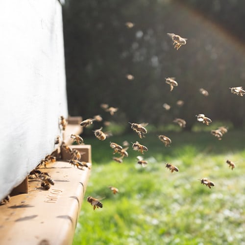 מזיקים, מחלות ודרכי התמודדות לדבורים בכוורת