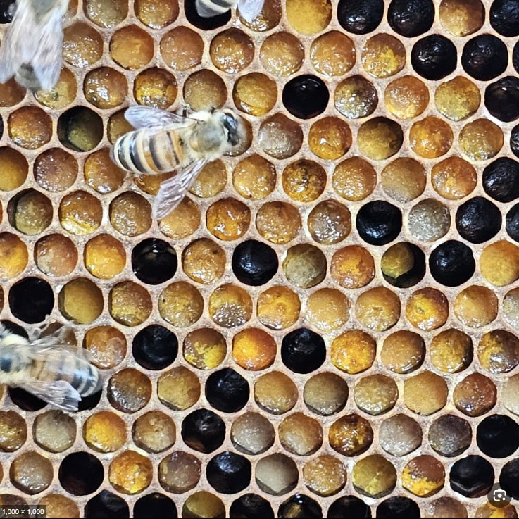 פולן בכוורת