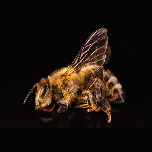 ווראה, מזיק לדבורים, כוורות דבורים ביתיות בי גרין
