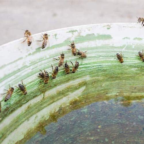 דבורים במים בי גרין כוורות ביתיות