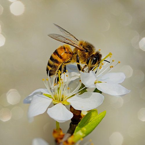 דבורה מאביקה פרח, כוורות דבורים ביתיות בי גרין