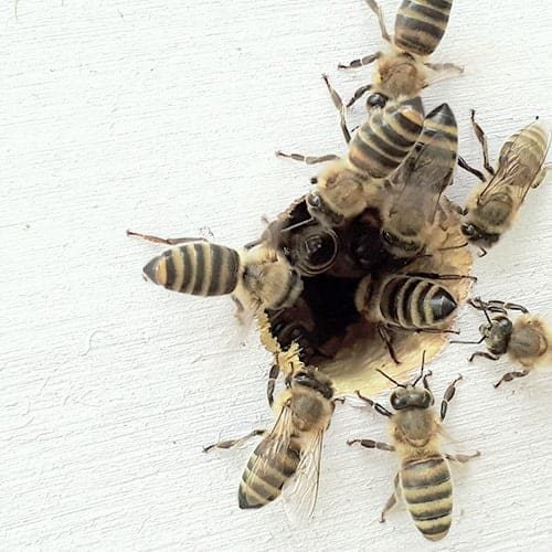 קבוצת דבורים