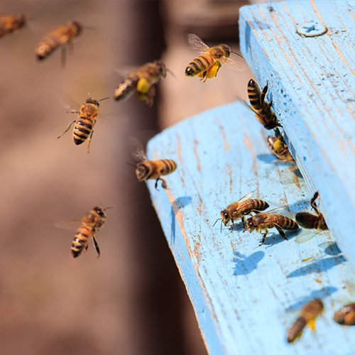כוורות דבורים ביתיות בי גרין