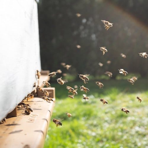 מזיקים, מחלות ודרכי התמודדות לדבורים בכוורת